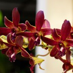 Dendrobium Ckai X Sampran Brown